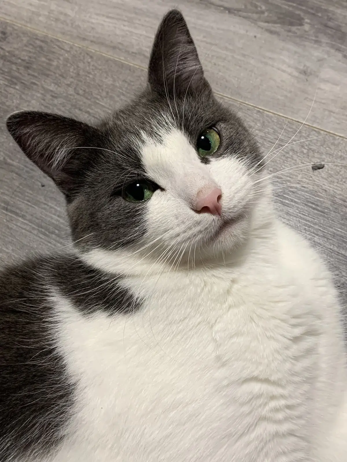 #КотикПодписчика 🥰