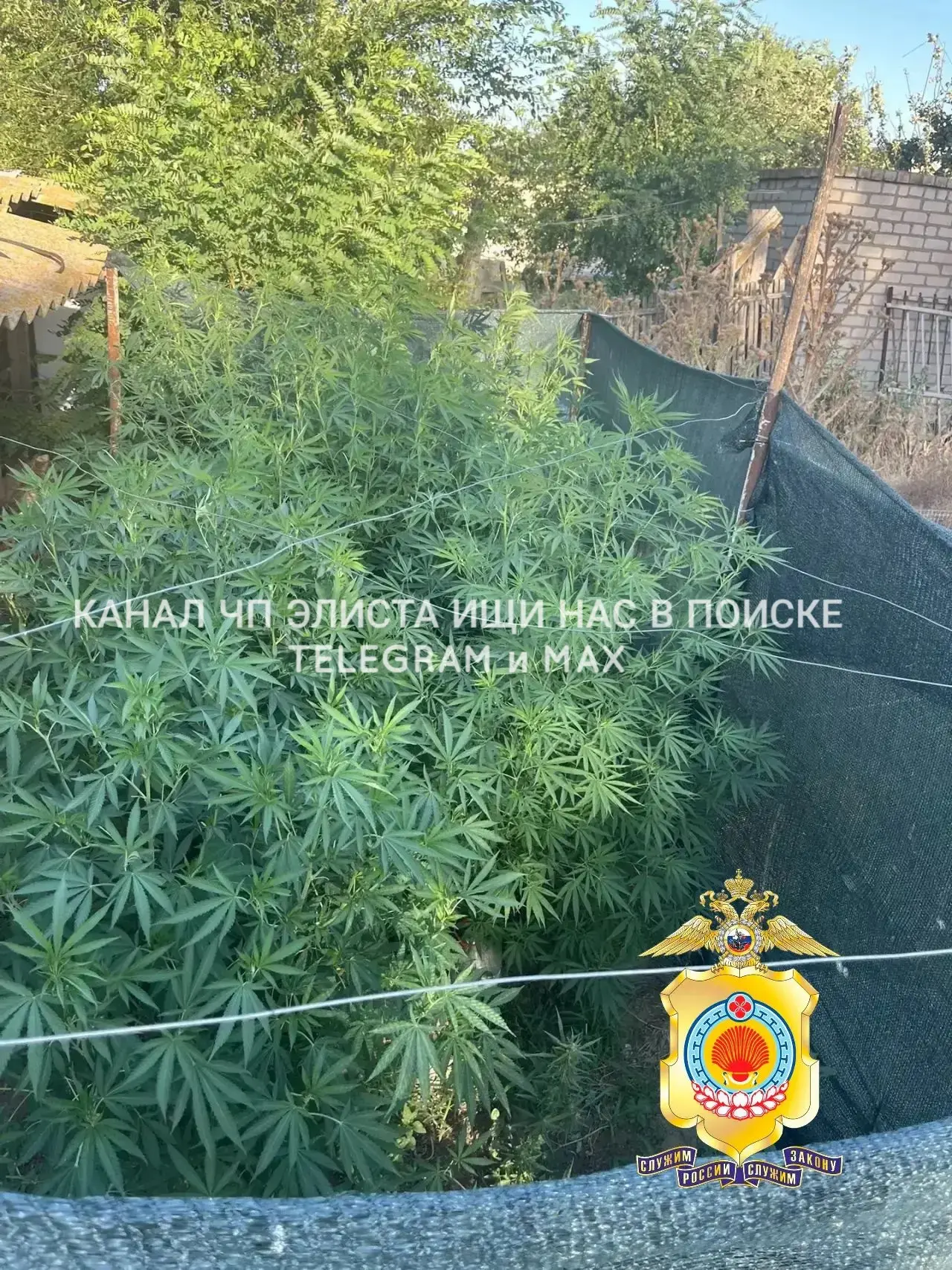 🤯В ЦЕЛИННОМ РАЙОНЕ НАШЛИ ЦЕЛЫЙ «ОГОРОД» С КОНОПЛЁЙ… И ЭТО ЕЩЁ НЕ ВСЁ! 

Полицейские и Росгвардия за