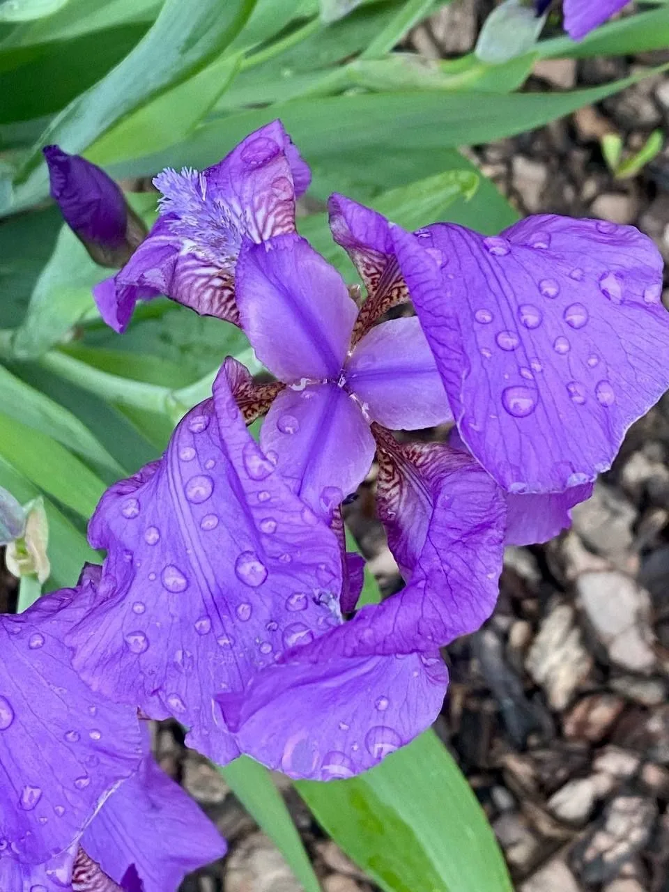 Всем доброго утра🌸 Вот такие очаровательные ирисы расцвели в городских палисадниках🥰  📷 Ольга  НЕ ЗА