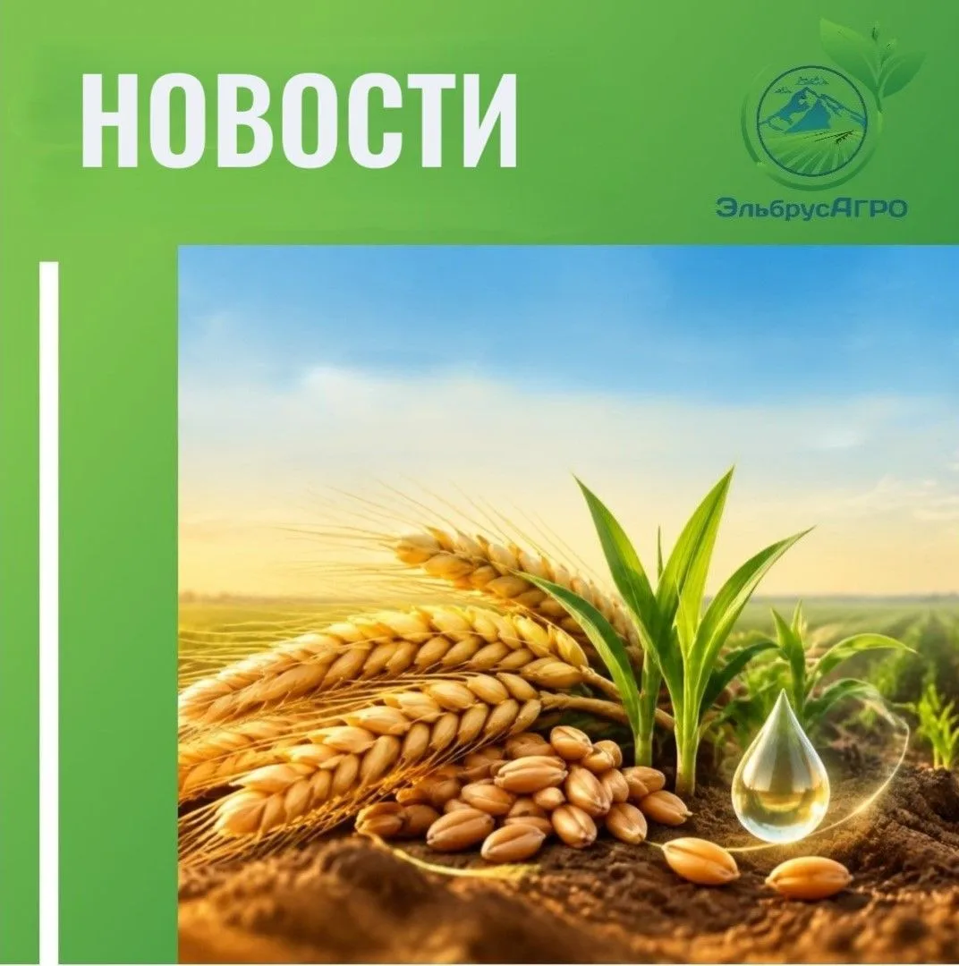 🌾 В России планируют увеличить посевные площади к 2030 году