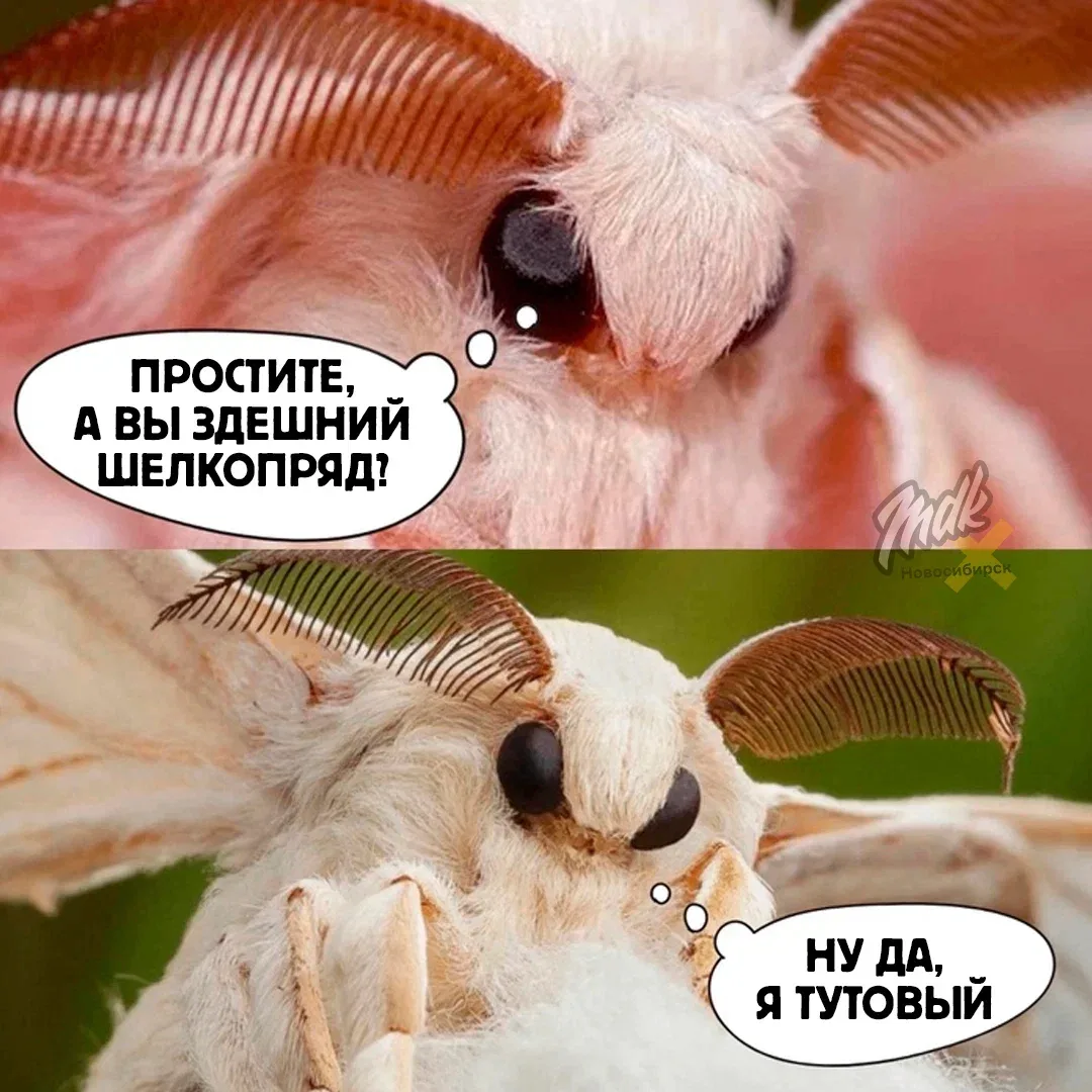🐛🌿 Леса в нашей области атаковал непарный шелкопряд

Из-за снежной зимы и затяжной морозной весны 