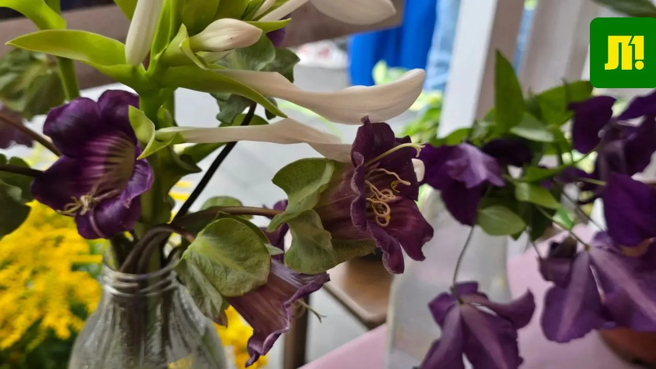 Фото с выставки цветов в музее «Городская управа» от читательницы 🌸