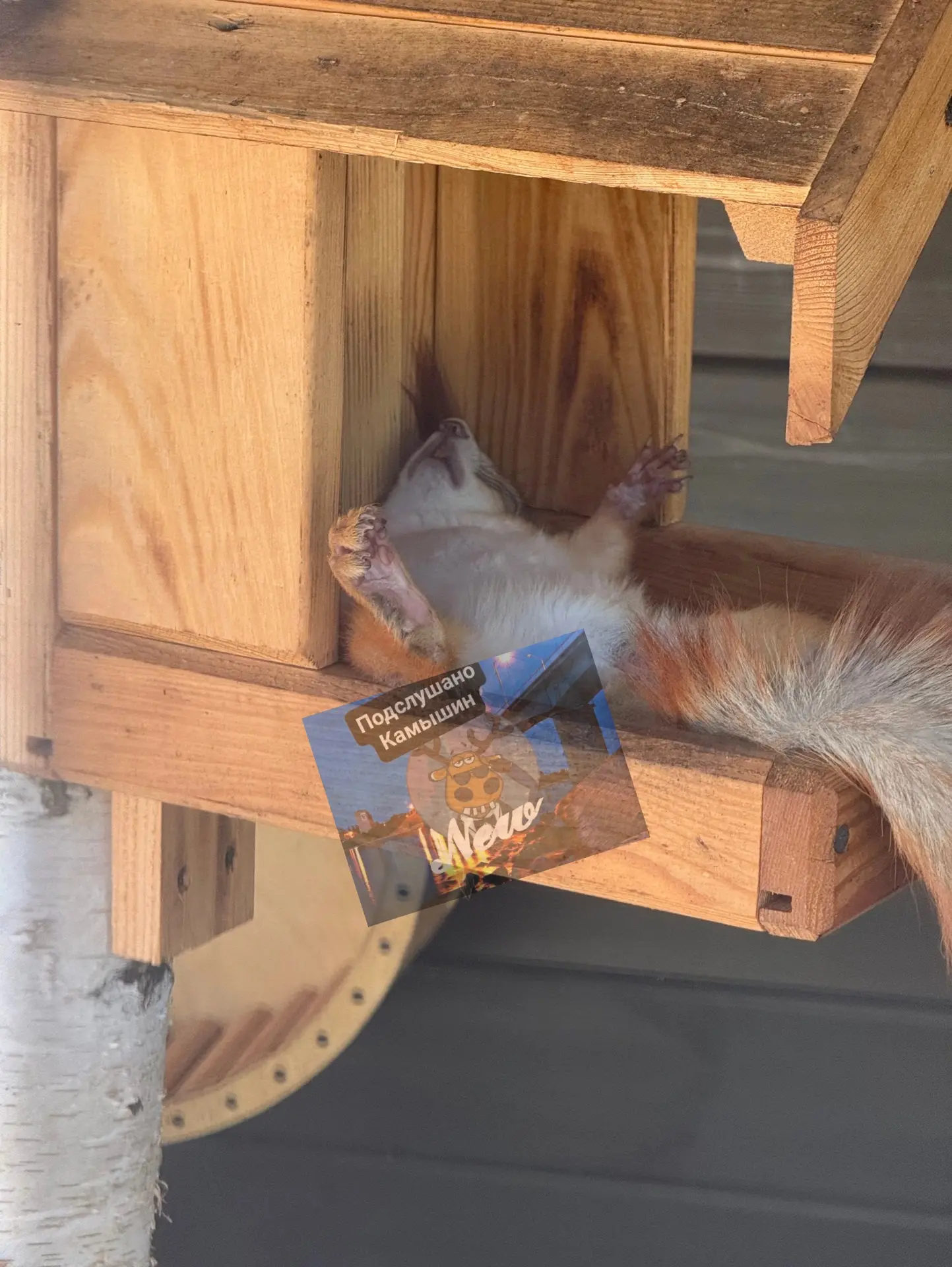 В Камышине 🐿️новый бельчонок уже обустроился в центральном парке😴