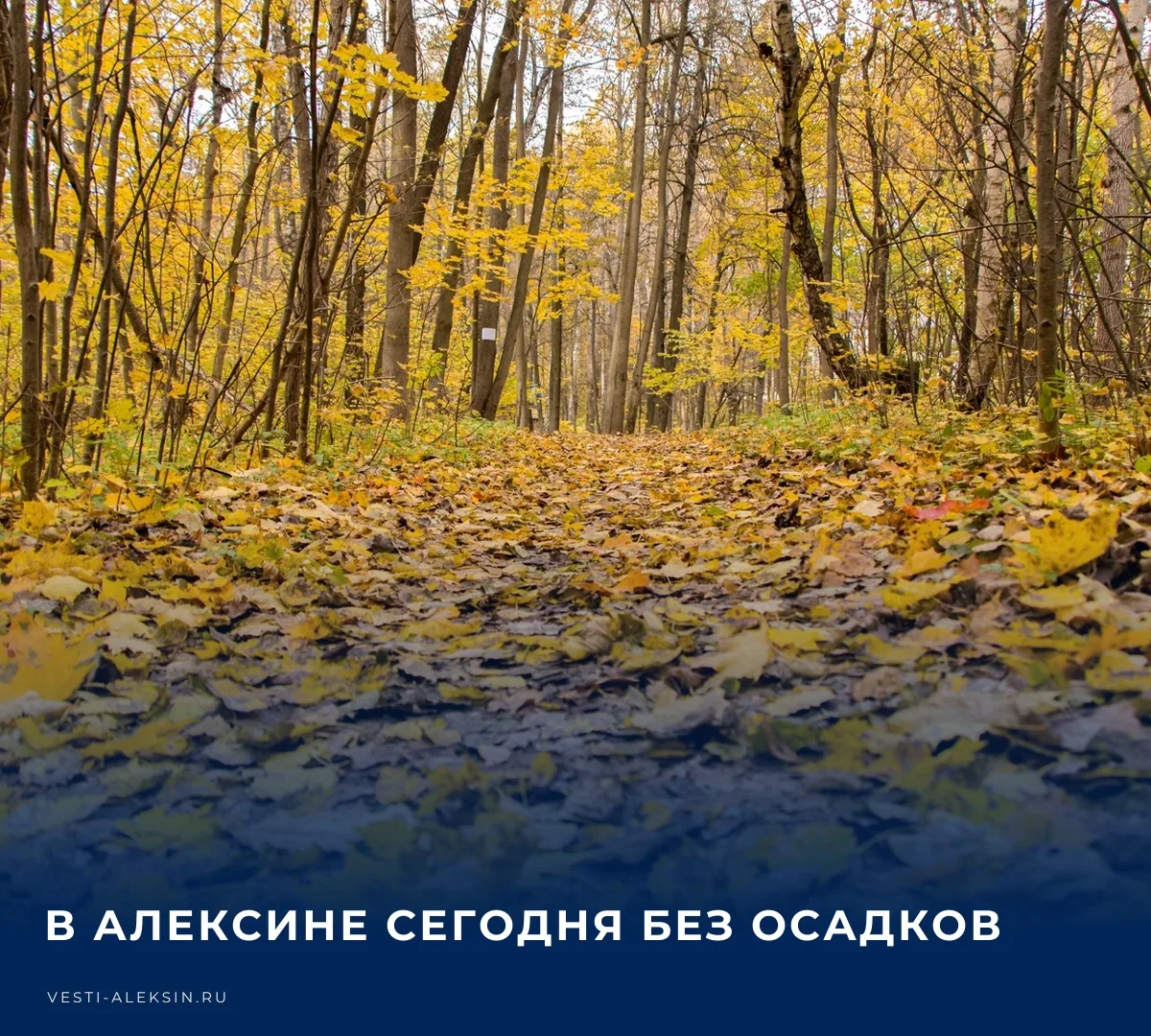 🌤️ В Алексине и рабочем поселке Новогуровский будет облачно с прояснениями, осадков не...