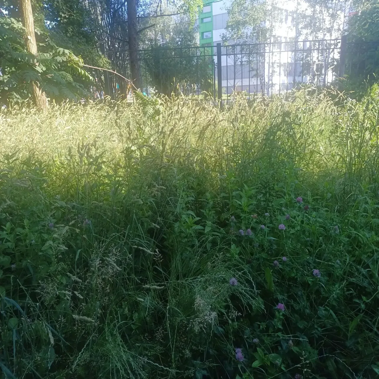 🌿 Жители спрашивают, когда приведут в порядок территорию за забором школы №3 со стороны ул. Конева,