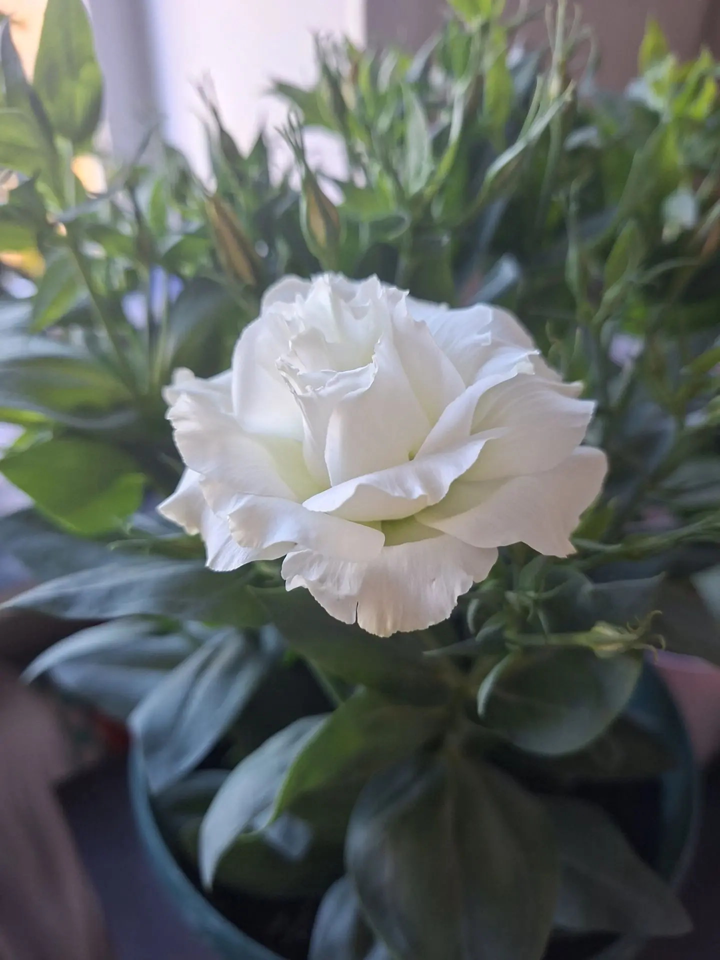 Подруга прислала. Эустома❤💕🌺