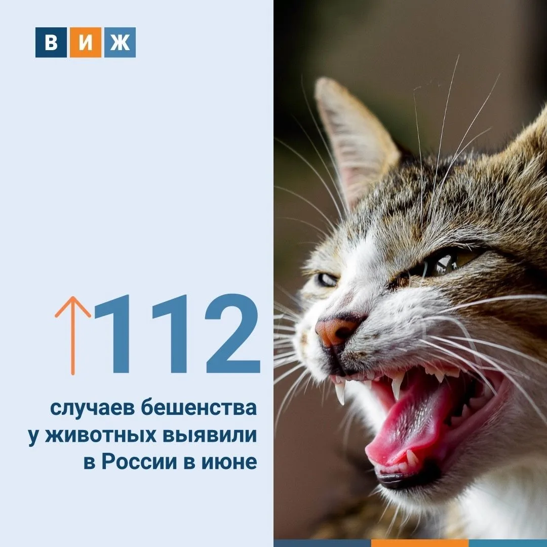 По данным ВиЖ за июнь 2026 года было выявлено 112 случаев бешенства. Такой статистикой ...