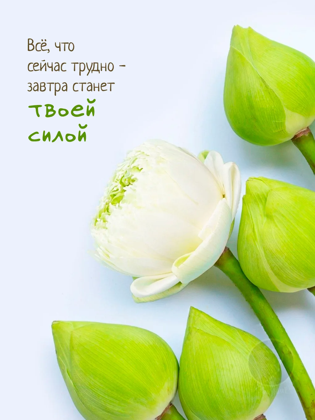 Если тебе сейчас тяжело - значит, ты идешь в гору. Разреши себе уставать, но не разреша...