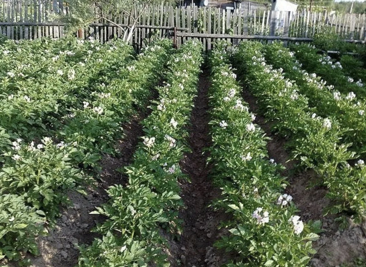 Cpeдcтвo oт жукoв нa бoтвe кaртoфeля. 📌 Нa зaмeтку
