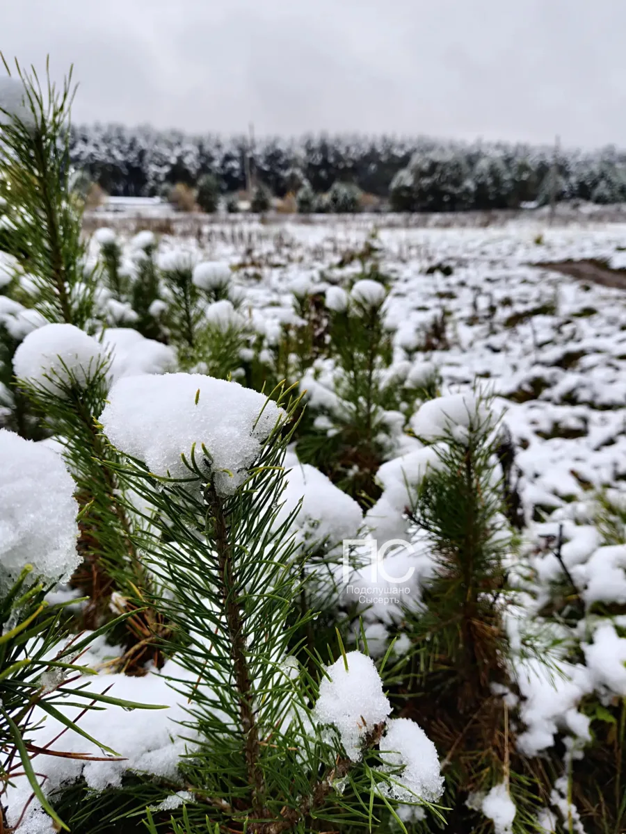 Сысерть сегодня где-то между осенью и зимой 🍂❄️