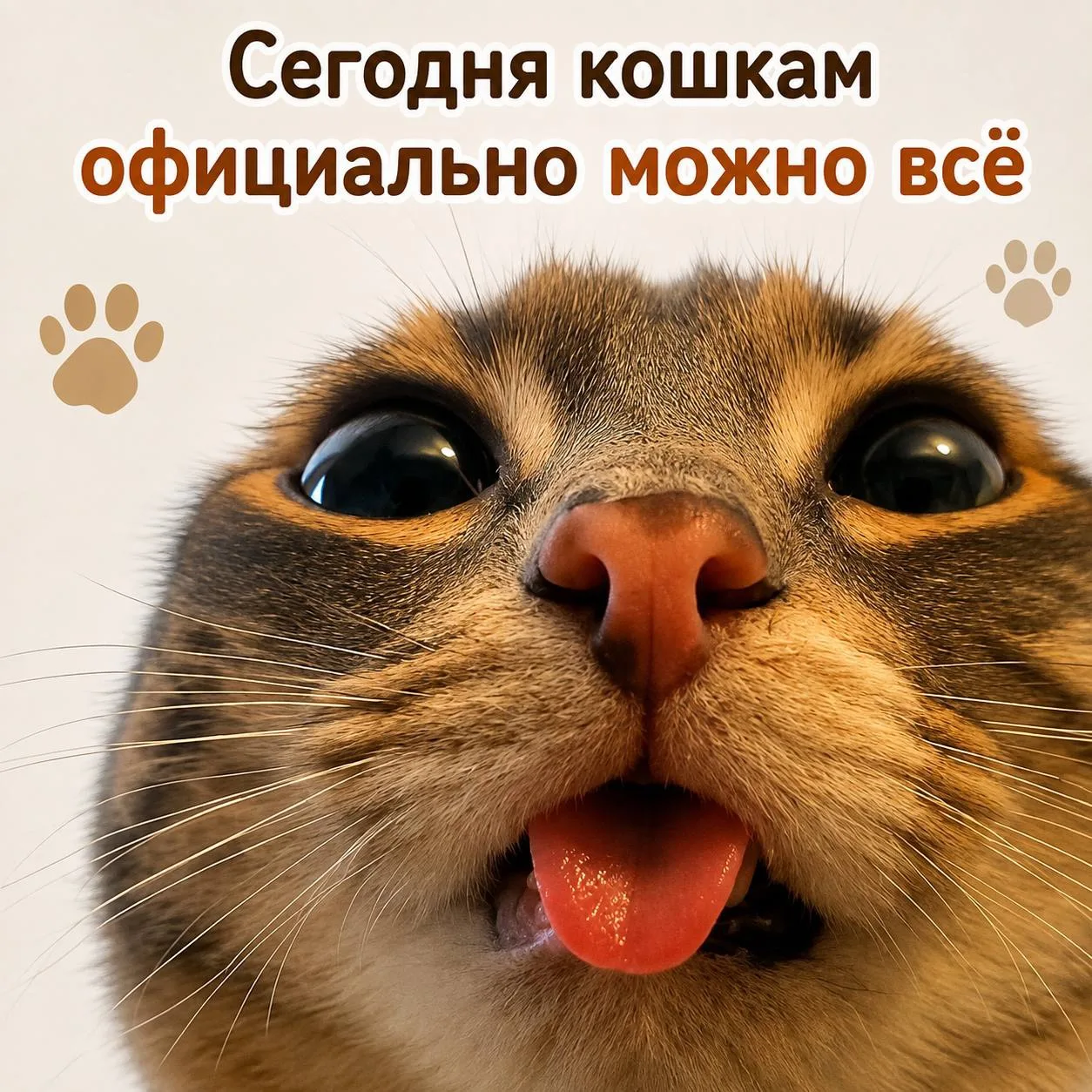 🐈В честь Международного дня кошек разрешается: