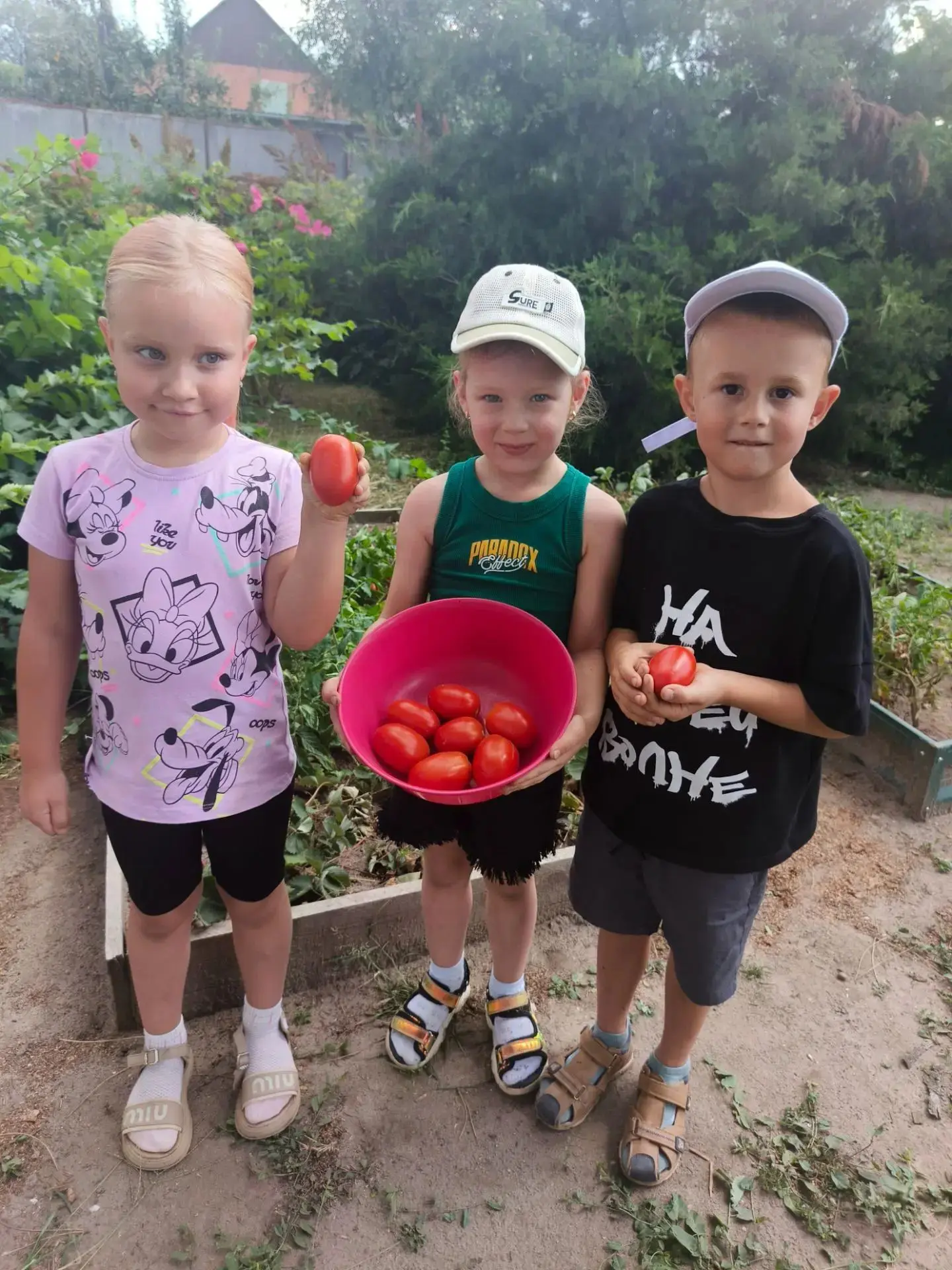 Сбор томатов с огорода продолжается🍅. В этом году богатый урожай!