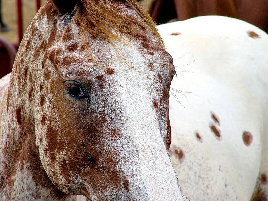 Бруцеллёз (Brucellosis), хроническая инфекционная болезнь животных, опасна для человека. Проявляется