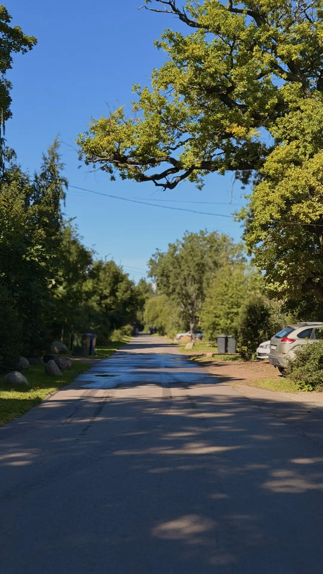 🌳 Улицы и парк «Морские Дубки» в посёлке Лисий Нос