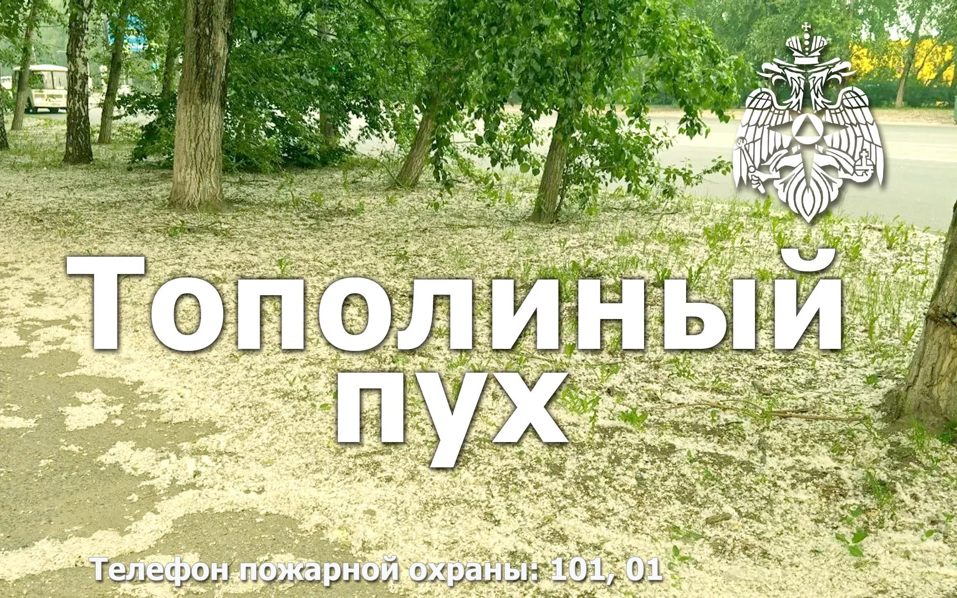 «Тополиный пух, гроза, июнь…»

Тополиный пух – настоящая проблема городов и сёл. В период цветения, 