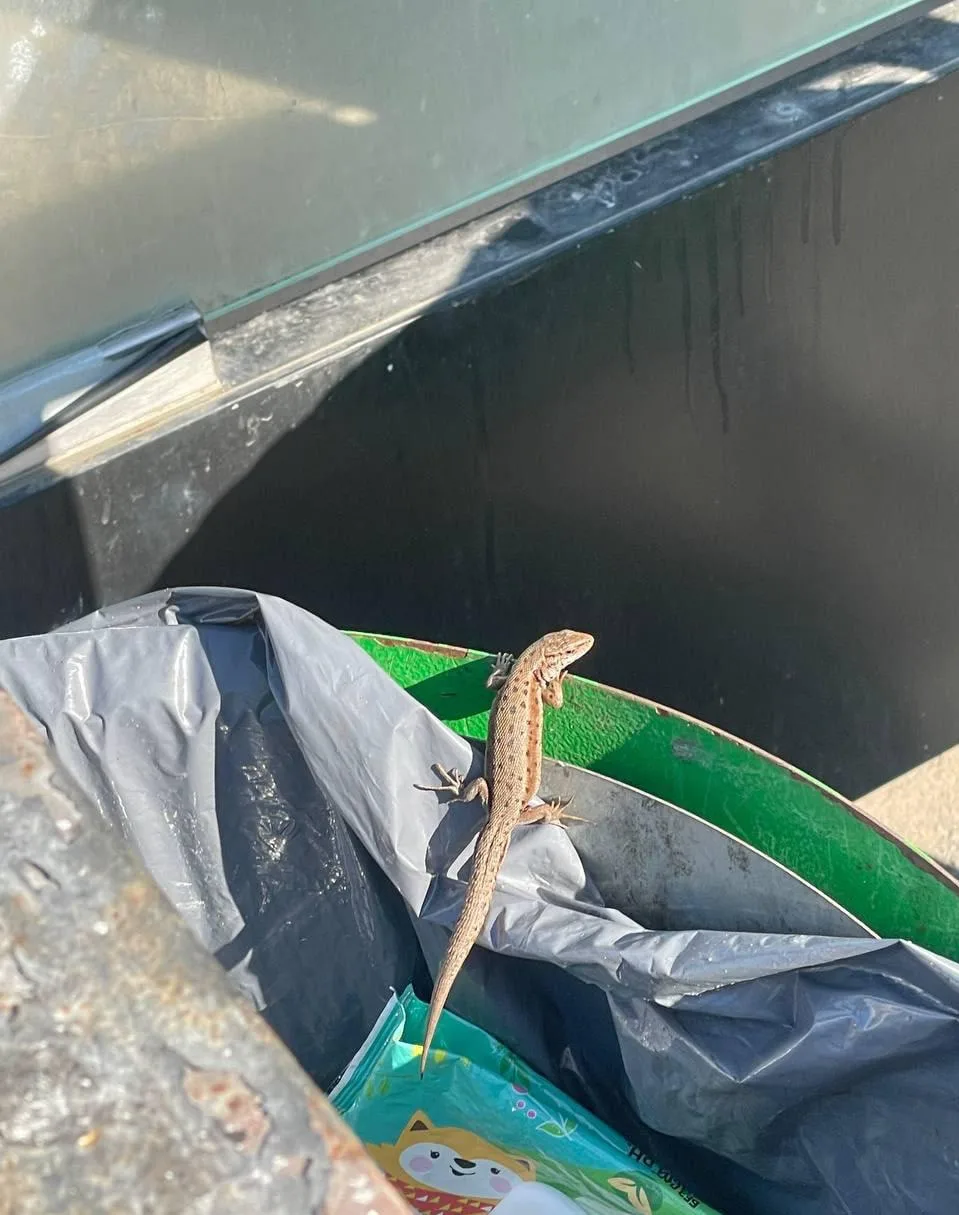 🦎 Милую ящерицу заметили в парке Кирова