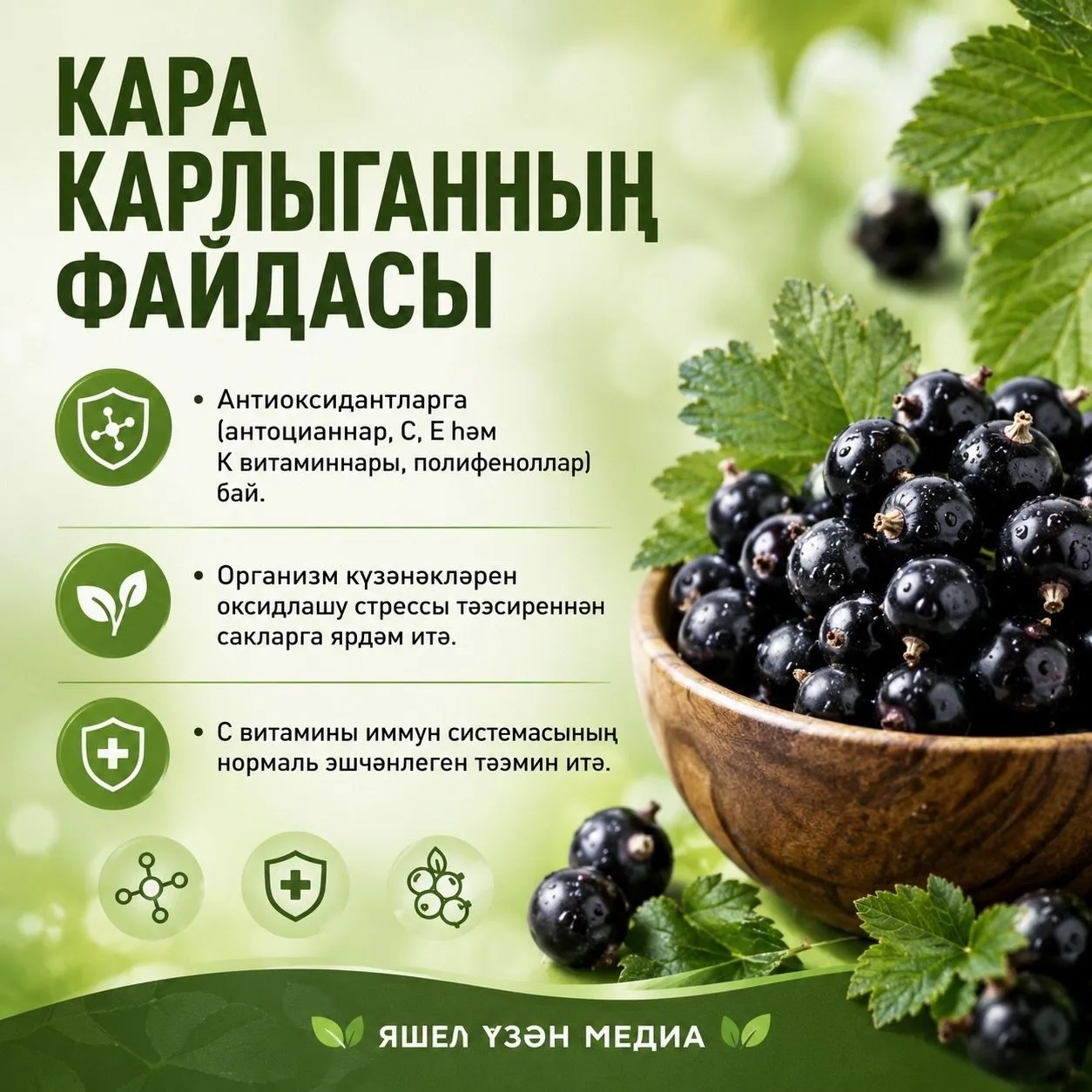 🌿Кара карлыган – җәйнең иң файдалы бүләкләренең берсе