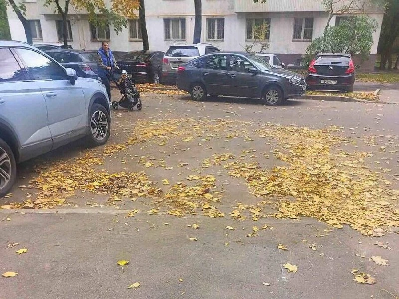 🧹 В Рязанском районе жители просят убрать листву у подъезда