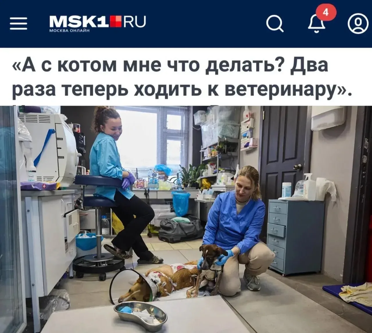 Придётся ли теперь ходить к ветеринару дважды? В России задумались об ограничении прода...