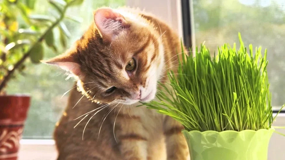Почему собаки и кошки едят траву? 🌱
