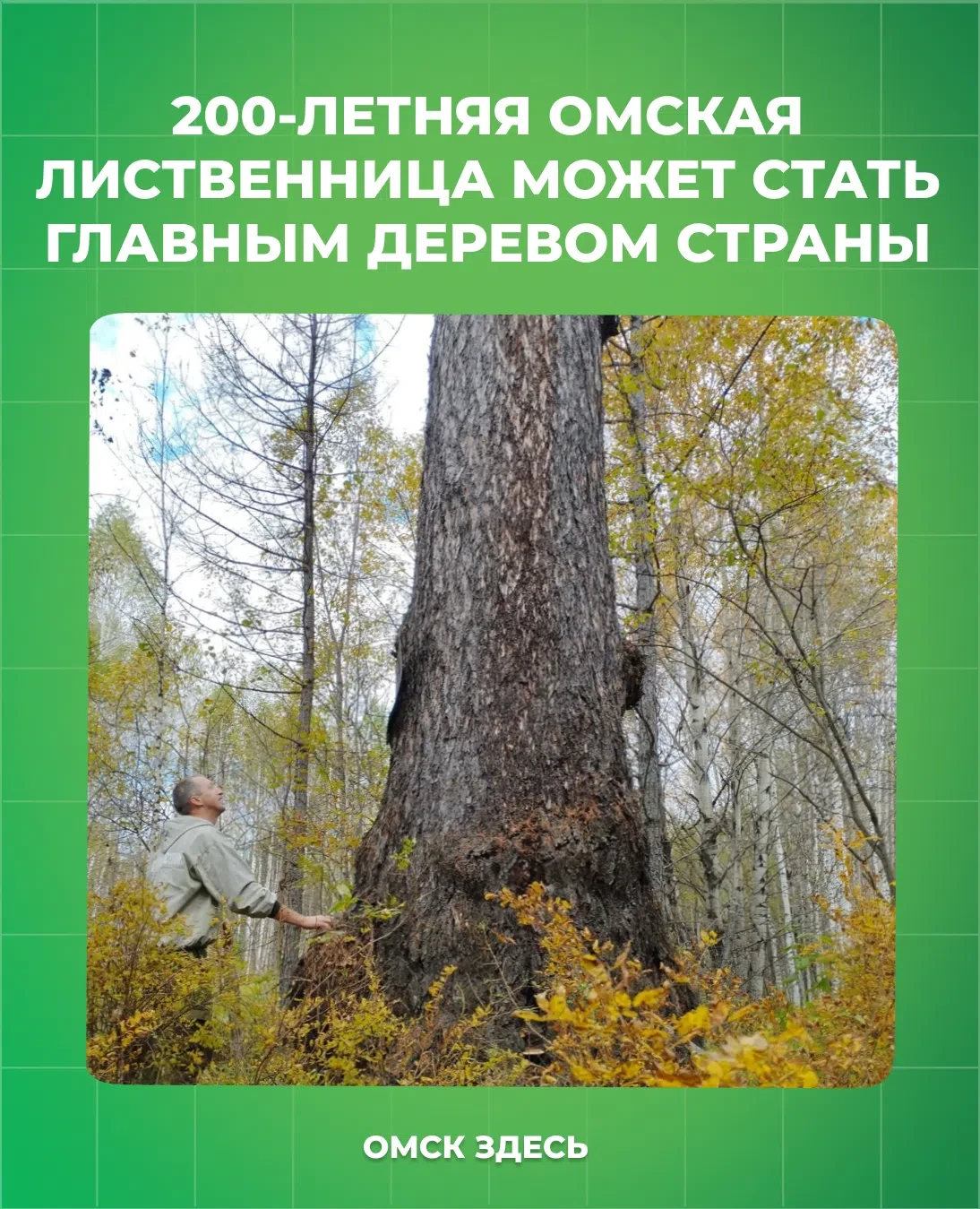 Выбираем главное дерево в России 🌳