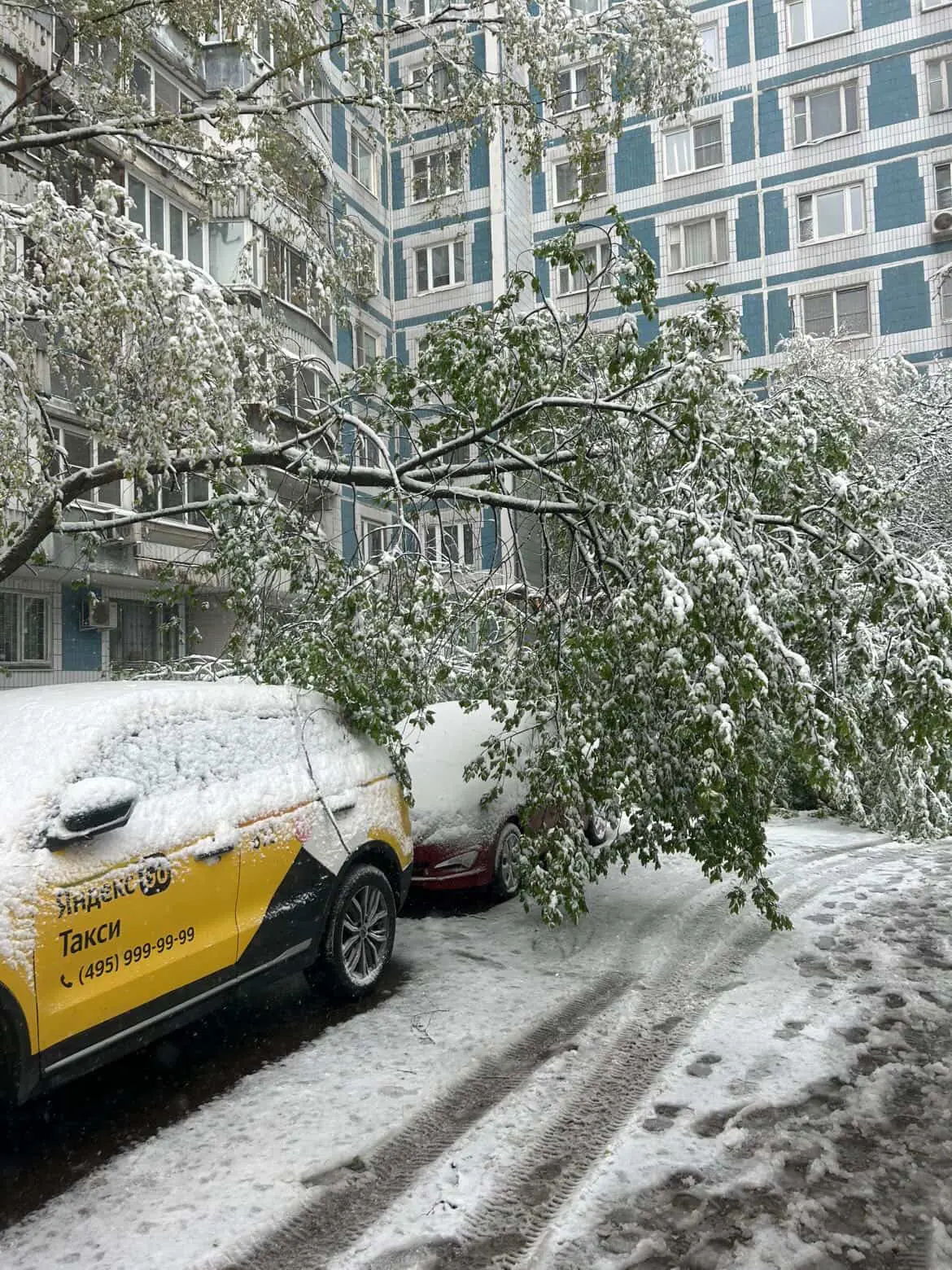 Деревья массово падают на автомобили в Крылатском и Кунцево из-за шквального ветра и снега, сообщают