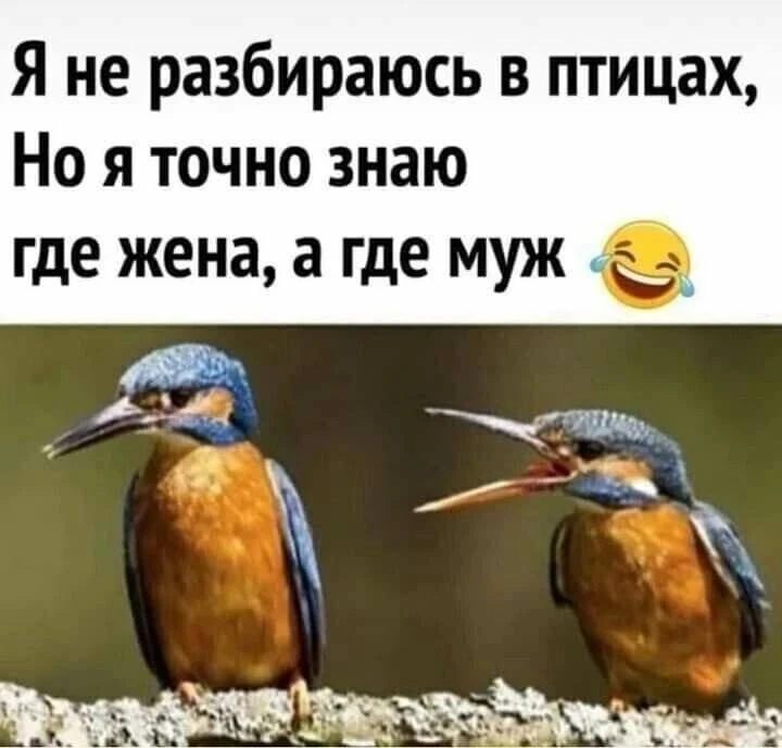 🔹 В целом, ты уже неплохо разбираешься в птицах 😄

ЮМОР 360° в MAX   |  TG