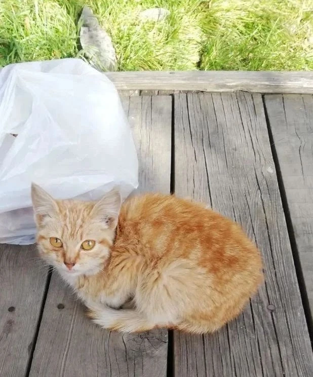 Котенок был выброшен возле почтового отделения. 3 дня сидел голодом. Все проходили мимо...