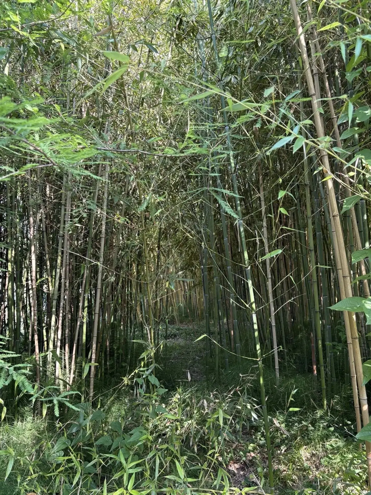 🌿 Лето продолжается — и вместе с ним продолжаются открытия!

Учителя биологии Е.Ю. Гордеева и Е.В. 