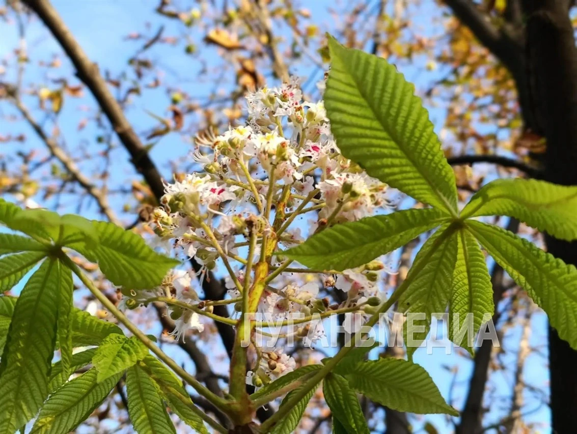 🌸 В Луганске, как и в других городах республики, замечены цветущие каштаны
