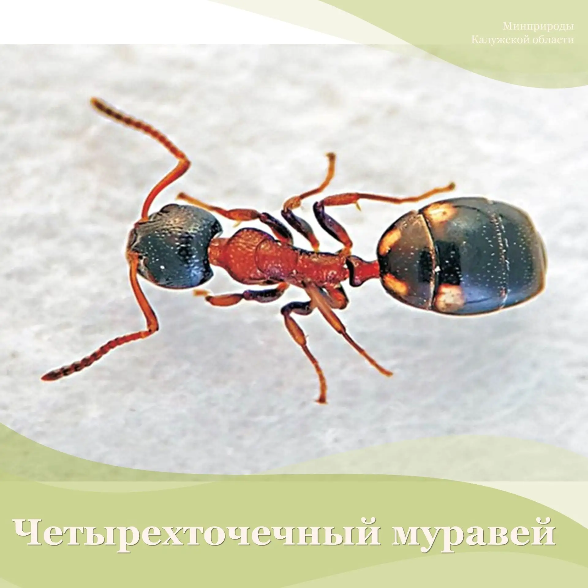 Появятся в Красной книге Калужской области и два вида муравьев – черноголовый и четырехточечный

Пер