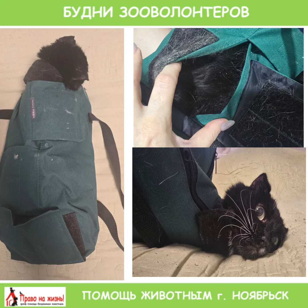 ИЗ БУДНЕЙ ЗООВОЛОНТЕРОВ