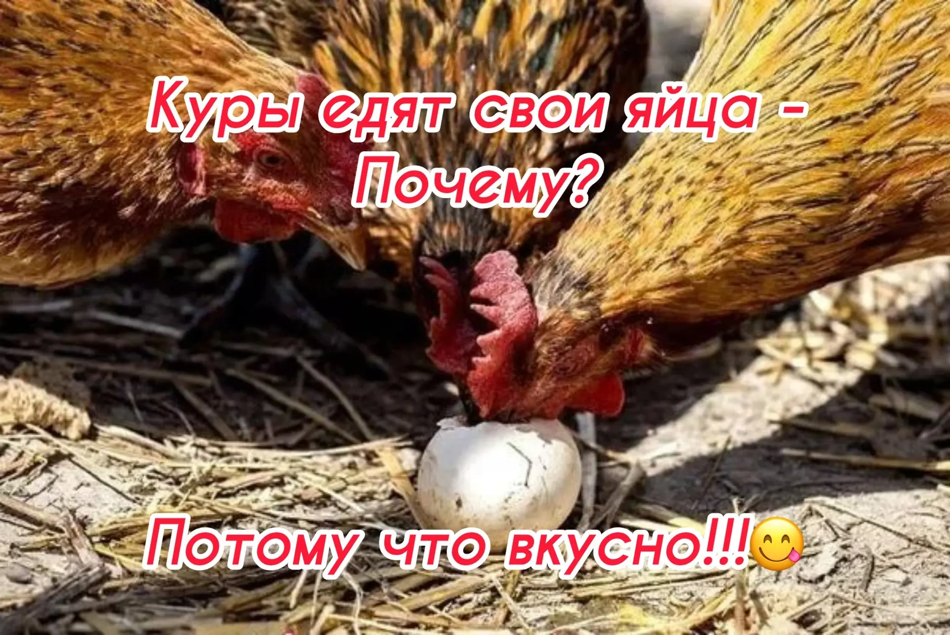 Почему куры едят свои яйца?