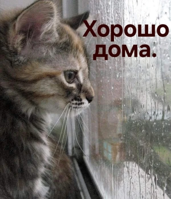 ⛈ ДОЖДЬ НЕ ПОМЕХА