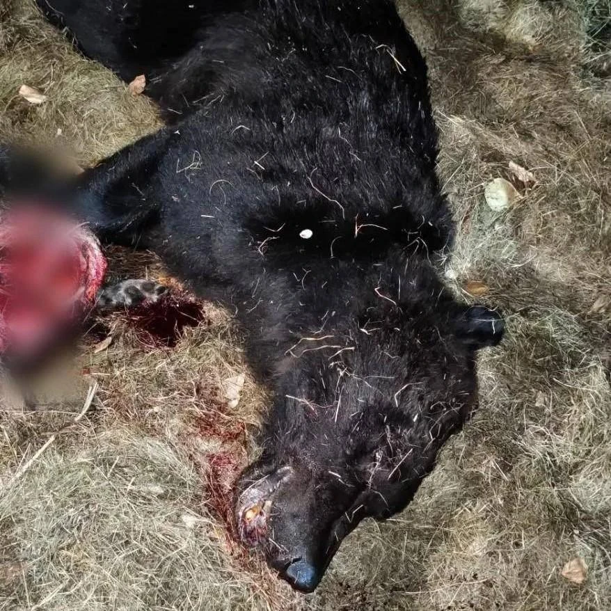 В Забайкалье застрелили медведя, разорвавшего собаку