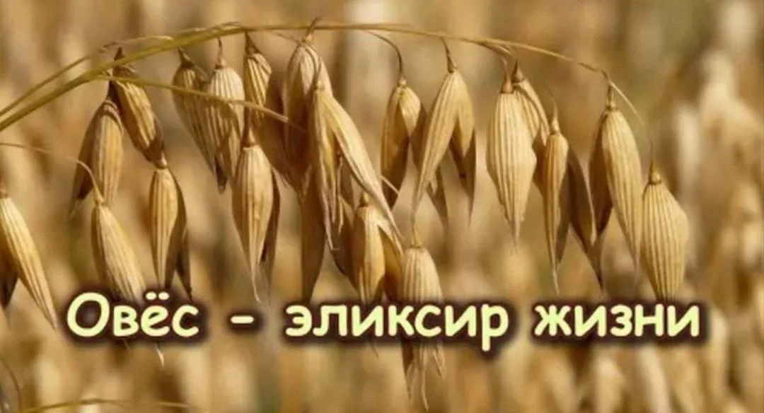 ОВЁС - эликсир жизни, решает многие проблемы со здоровьем и восстанавливает СИЛЫ ⬇️ :