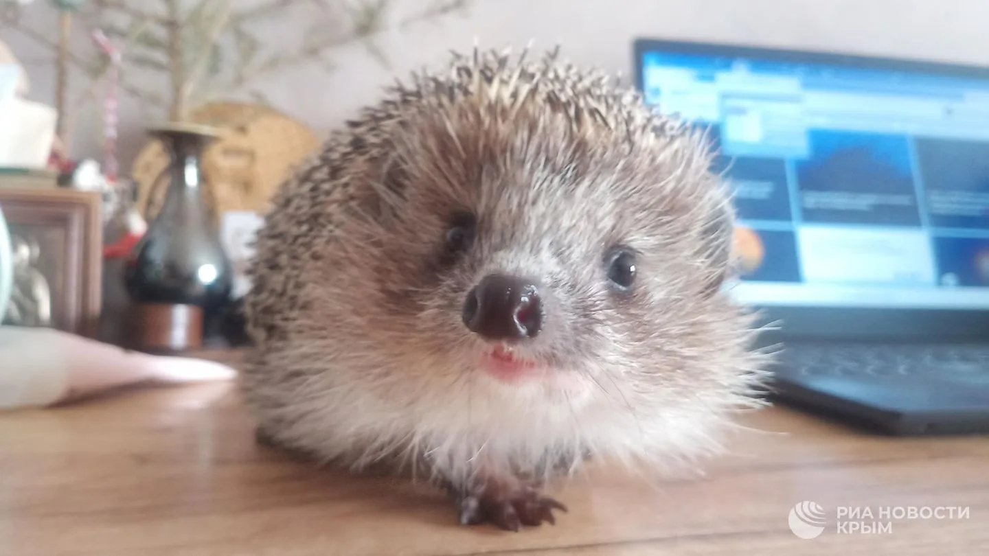 🦔 В Крыму может появиться новый вид ежей.