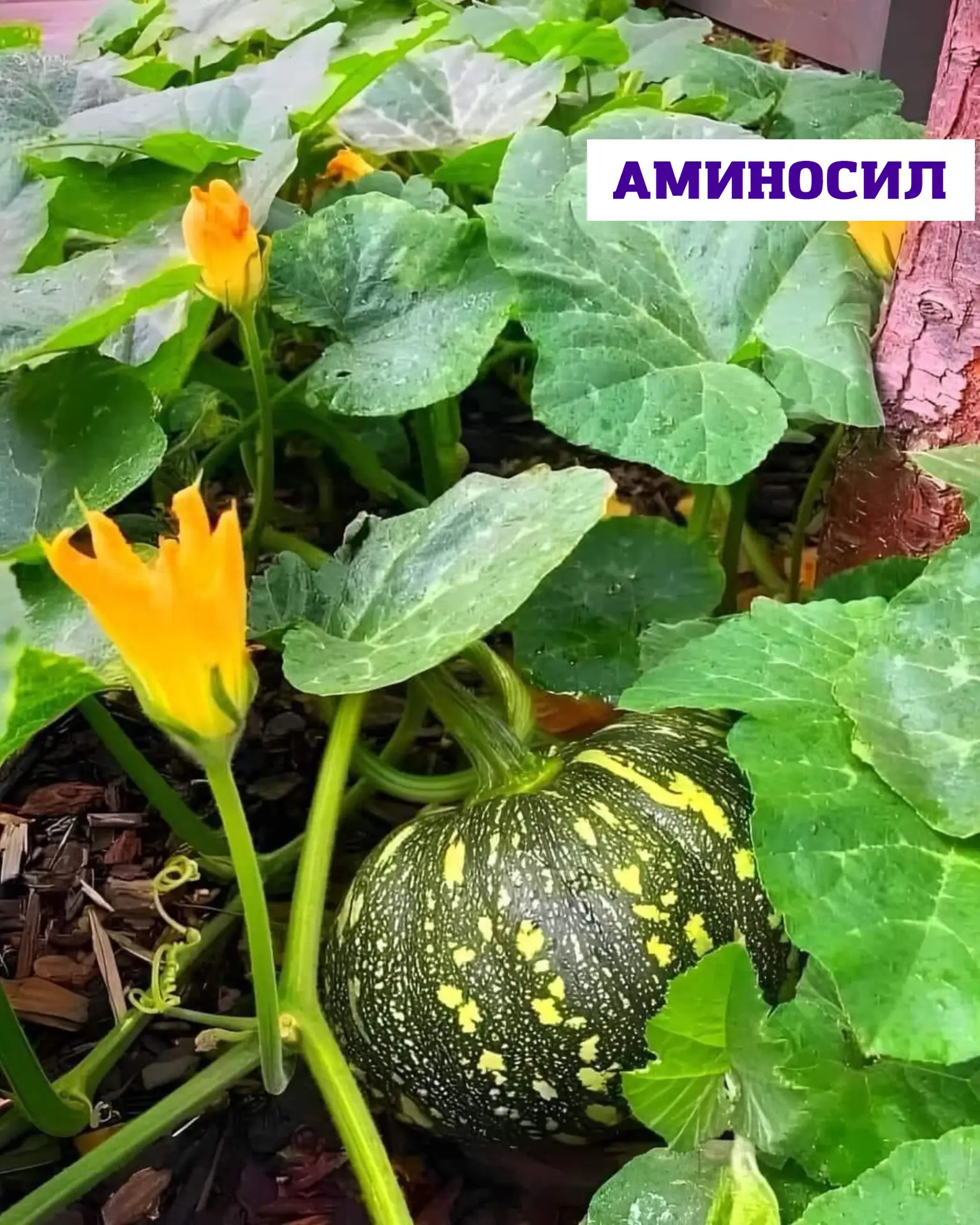 🎃 Пересадка рассады тыквы на постоянное место: что важно учесть?