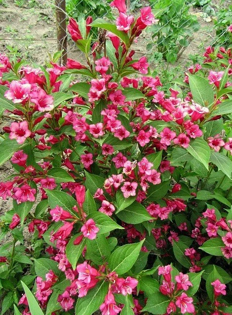 Вейгела 🌸— посадка и уход