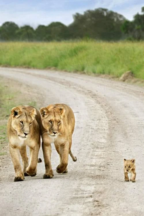 🦁 Не всегда ты в семье любим