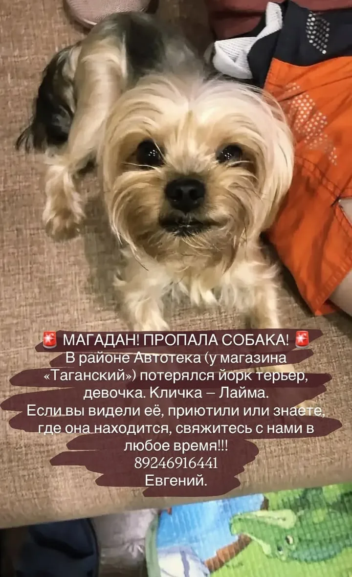 ‼️ Пропала собака‼️