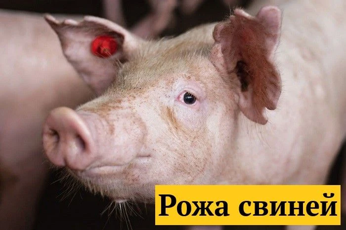 Рожа — инфекционное заболевание свиней, вызываемое бактериями Erysipelothrix insidiosa....