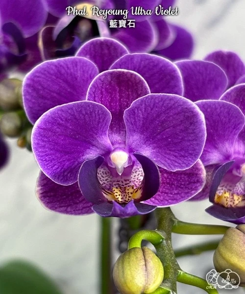 🎉🎉🎉 НОВОСТИ от 14.06.2026г. 
 
📍ССЫЛКА НА НАШ САЙТ 
https://orchidsqueen.ru/category/aziatskie-o