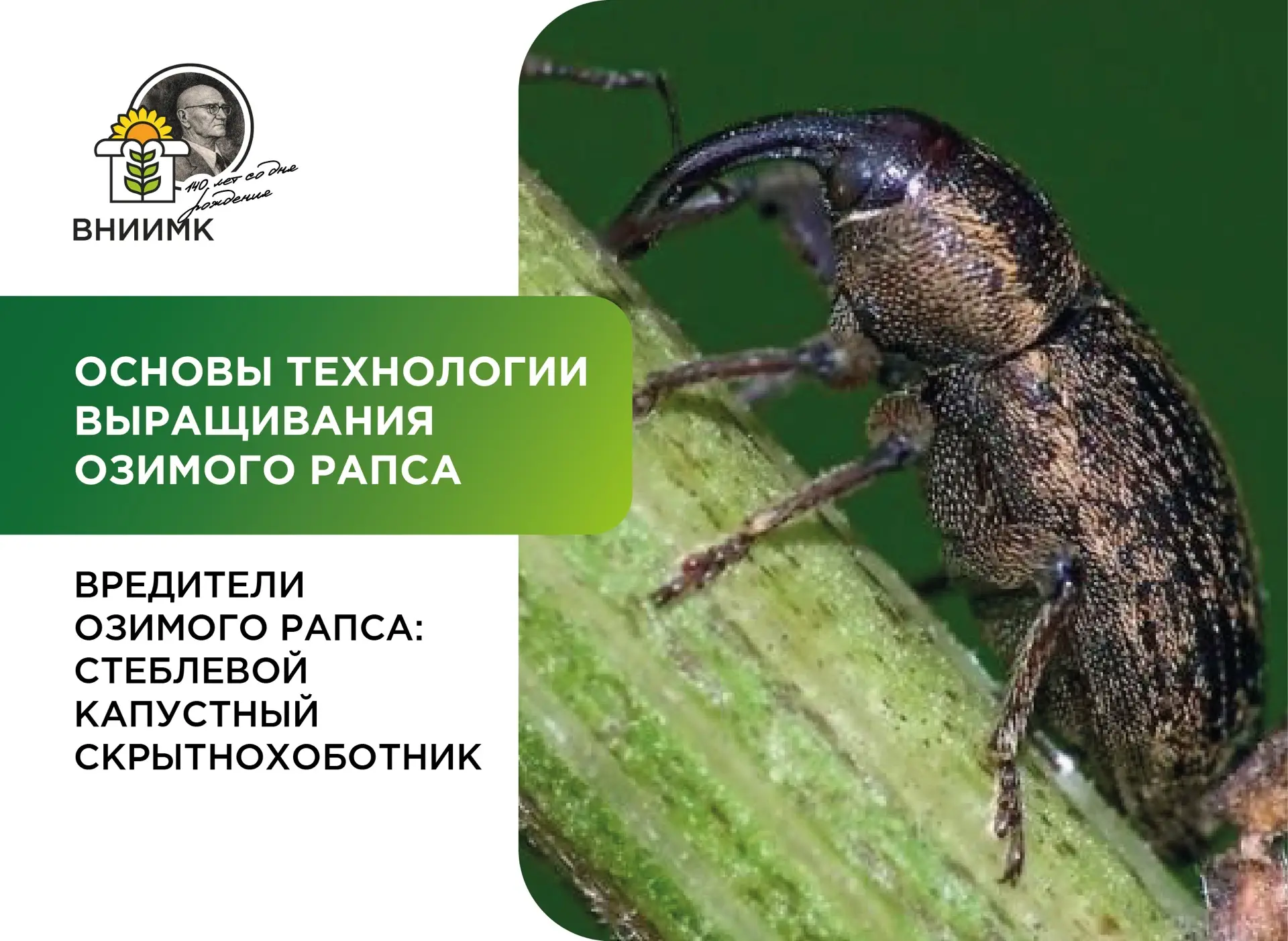 Вредители озимого рапса: стеблевой капустный скрытнохоботник