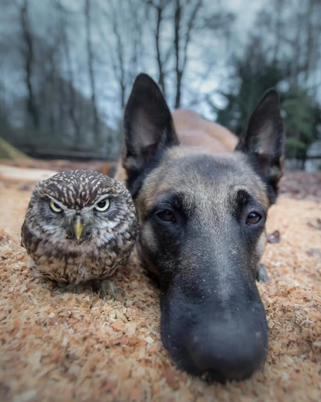 Брось кость и обними сову 🐾🦉  Овчарка Инго и сыч Полди - лучшее, что вы увидите сегодня. Их история 