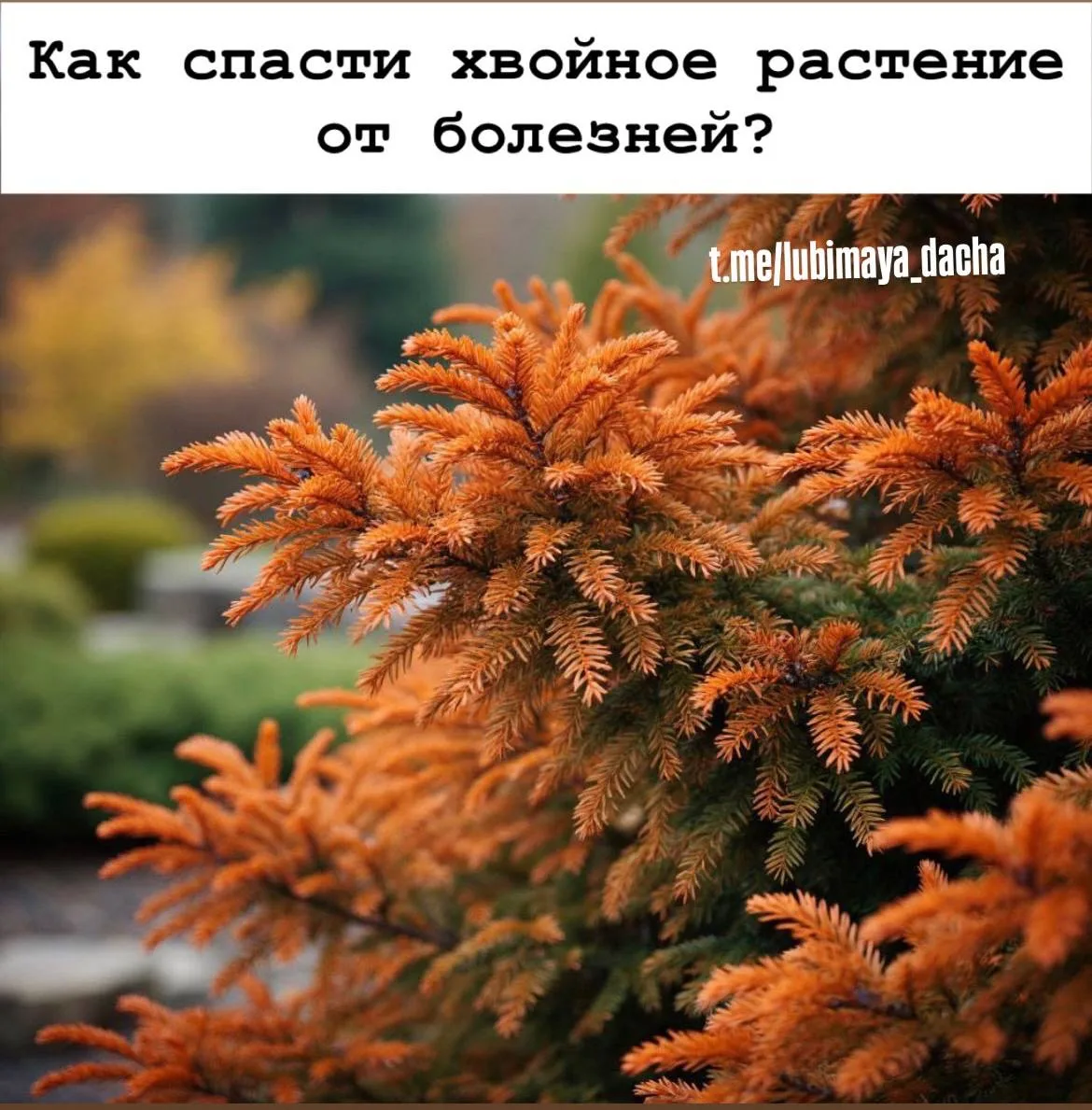 Чтобы хвойные растения не болели 🌲, важно понимать причины проблем и регулярно применя...