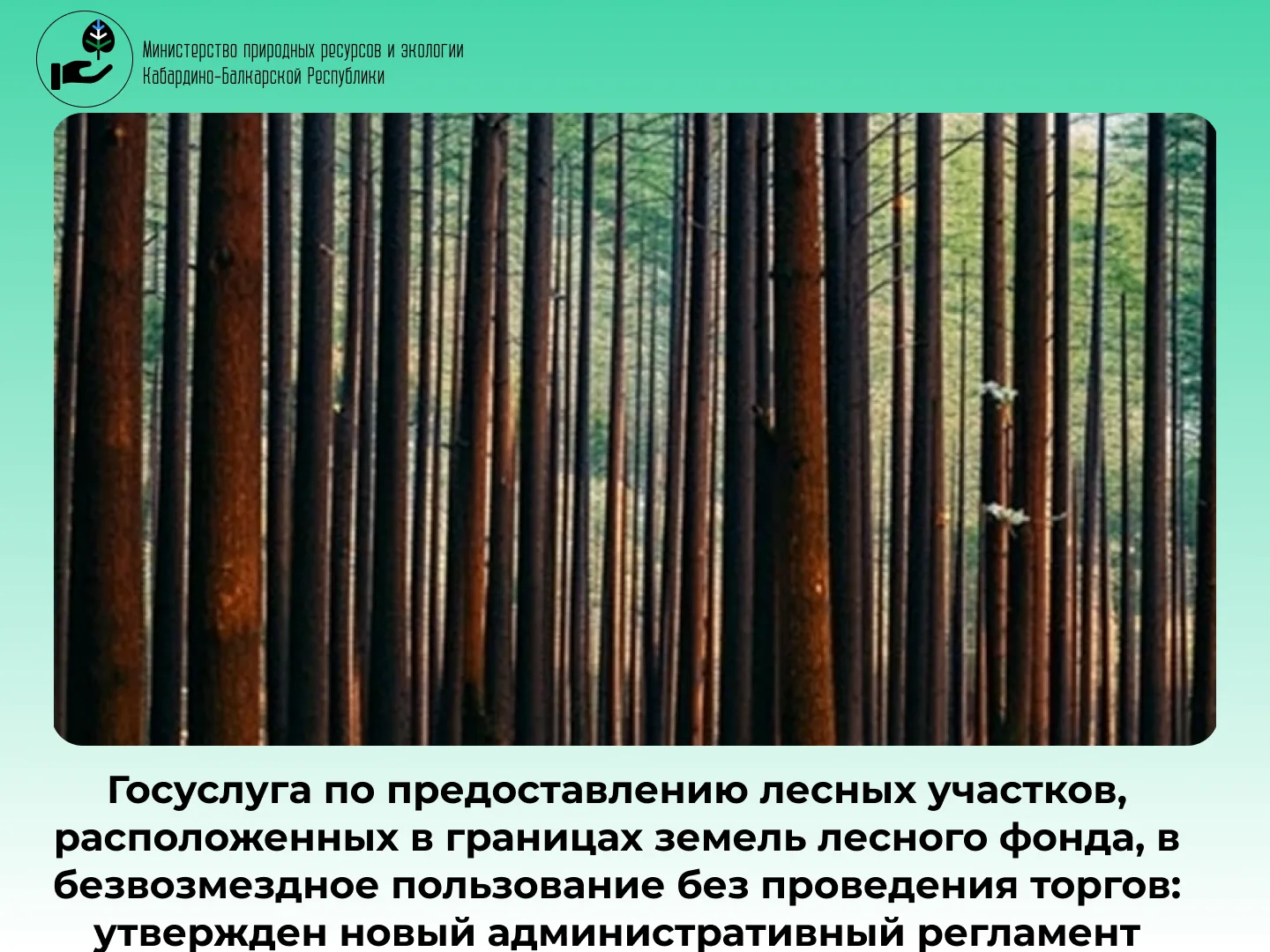 Госуслуга по предоставлению лесных участков, расположенных в границах земель лесного фо...