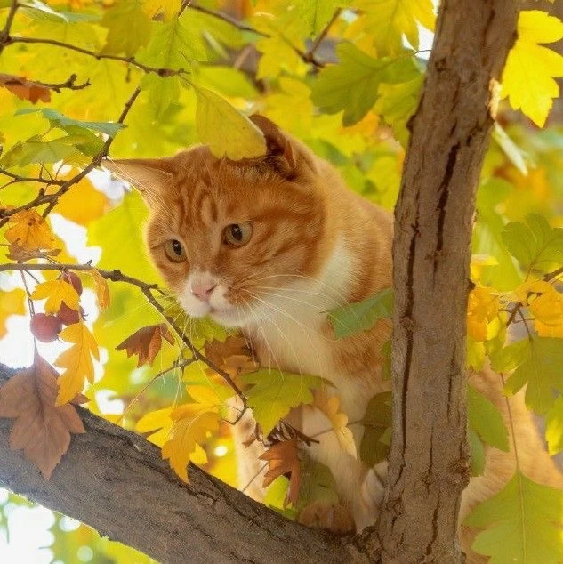 Присылайте фото своих питомцев в листьях 🍁☺️