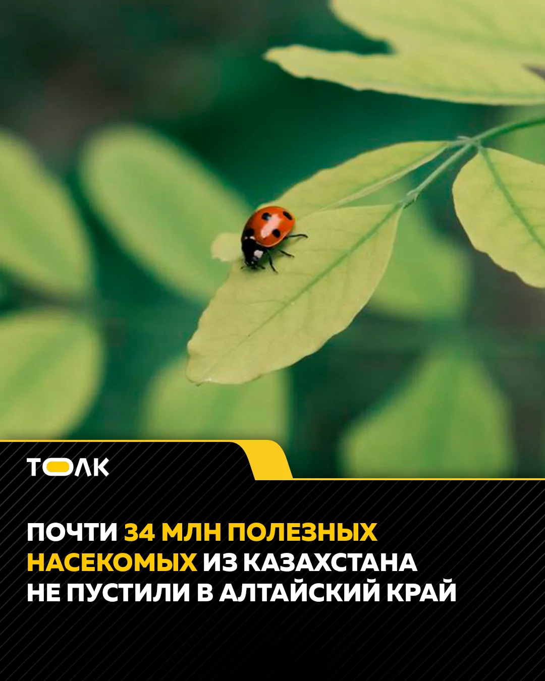 🚣‍♂️ На Гребном канале в Барнауле прошли зрелищные гонки на лодках-драконах.