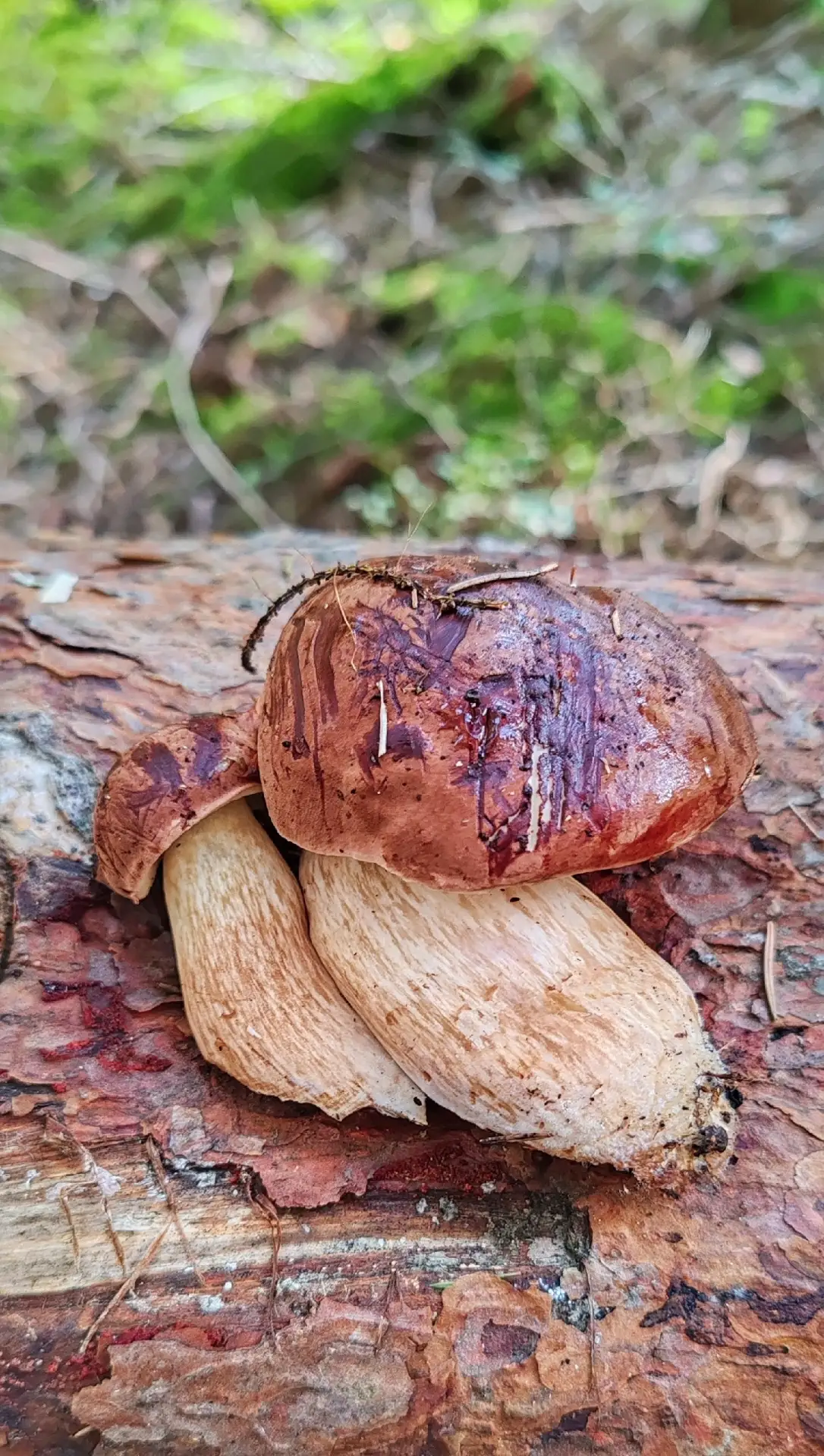 Есть ли среди нас любители тихой охоты? 🍄